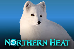 Northern Heat by Mascot
